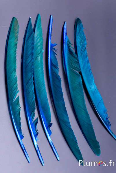 Paon bleu - 33-37 cm - turquoise-brun 